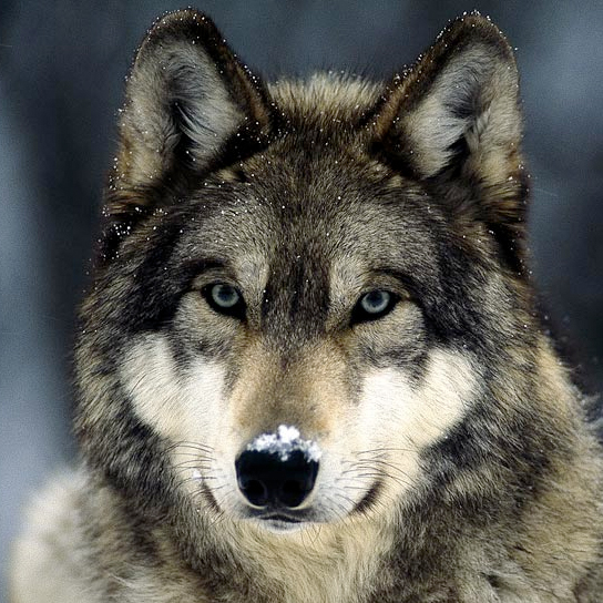 National Geographic Wolves