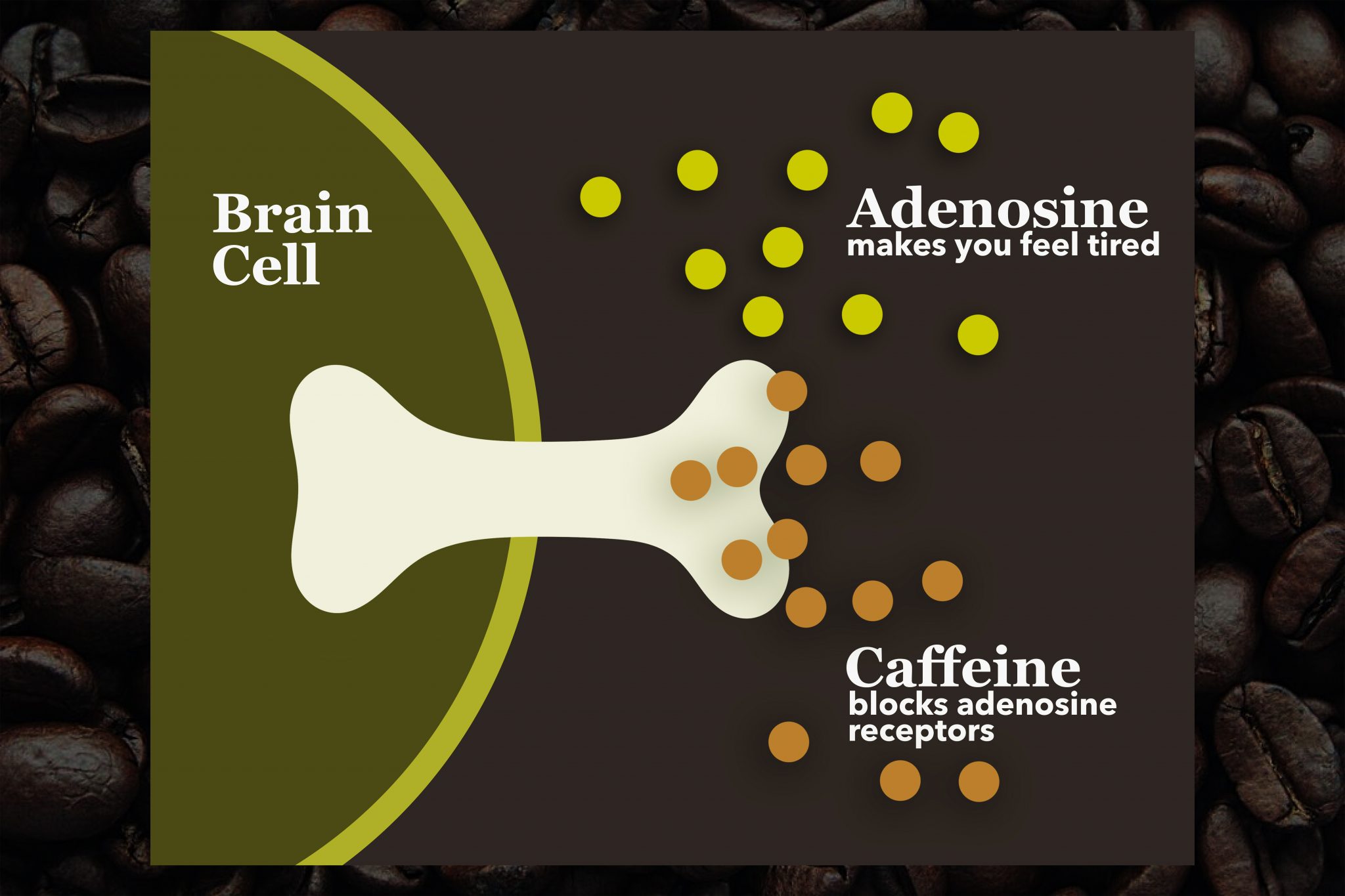 Caffeine effects