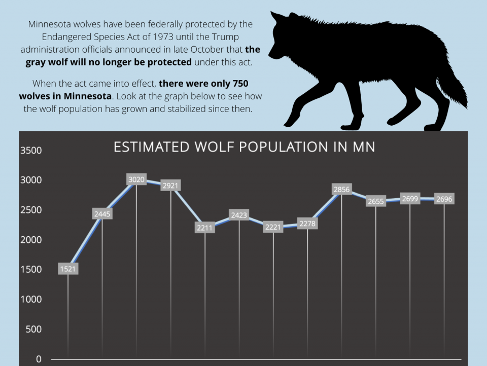 INFOGRAPHIC: What is happening to the Minnesota gray wolf? – TommieMedia